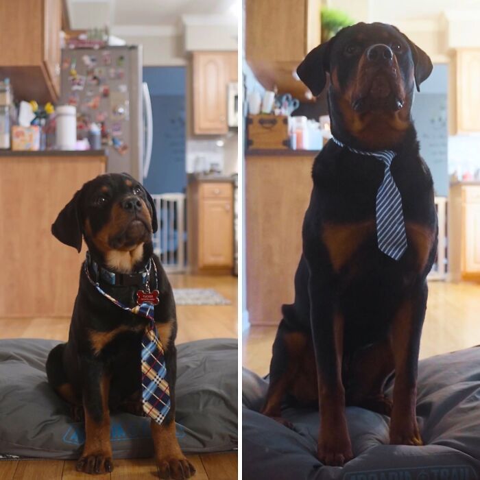 Fotos engraçadas de cachorros: 38 imagens tão fofas e divertidas que vão melhorar o seu dia 5