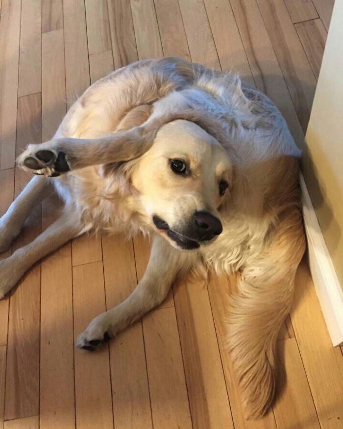 Fotos engraçadas de cachorros: 38 imagens tão fofas e divertidas que vão melhorar o seu dia 6