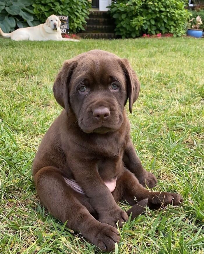 Fotos engraçadas de cachorros: 38 imagens tão fofas e divertidas que vão melhorar o seu dia 7
