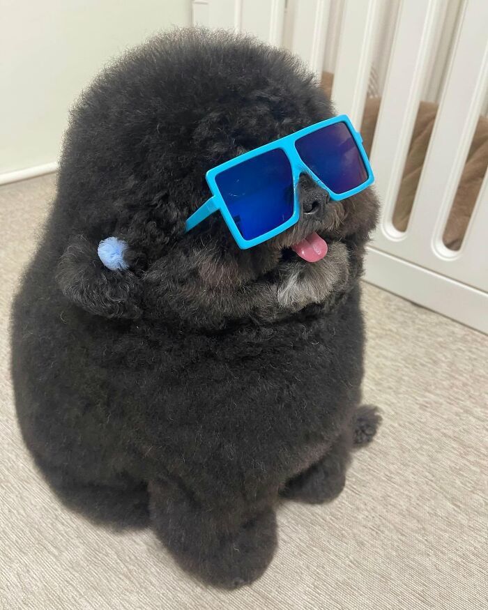 Fotos engraçadas de cachorros: 38 imagens tão fofas e divertidas que vão melhorar o seu dia 9