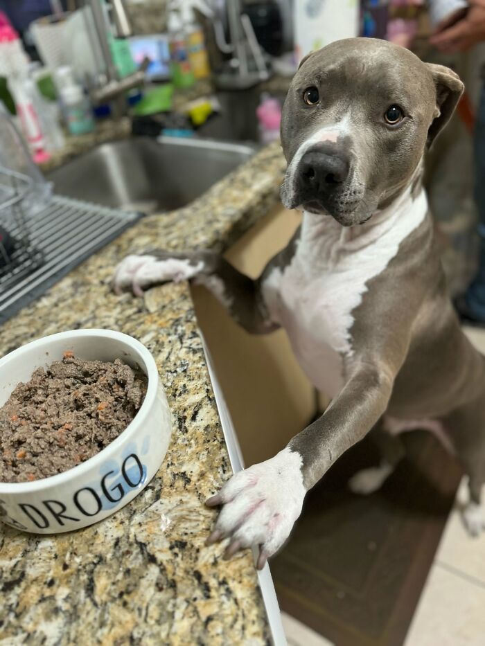 Fotos engraçadas de cachorros: 38 imagens tão fofas e divertidas que vão melhorar o seu dia 10