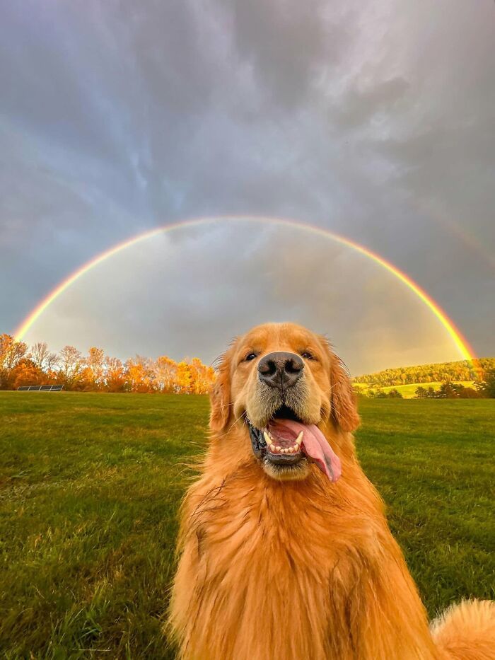Fotos engraçadas de cachorros: 38 imagens tão fofas e divertidas que vão melhorar o seu dia 12