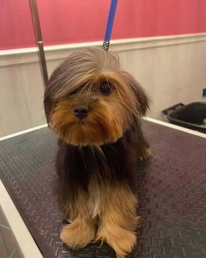 Fotos engraçadas de cachorros: 38 imagens tão fofas e divertidas que vão melhorar o seu dia 13