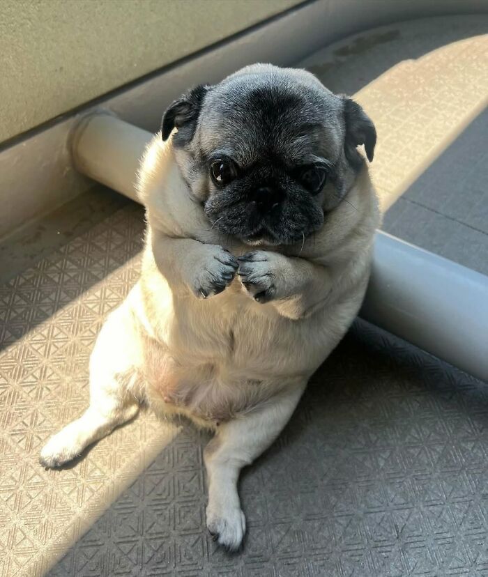 Fotos engraçadas de cachorros: 38 imagens tão fofas e divertidas que vão melhorar o seu dia 14