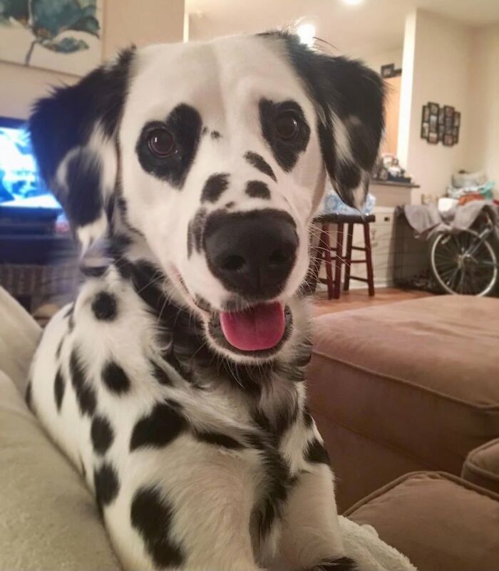 Fotos engraçadas de cachorros: 38 imagens tão fofas e divertidas que vão melhorar o seu dia 15