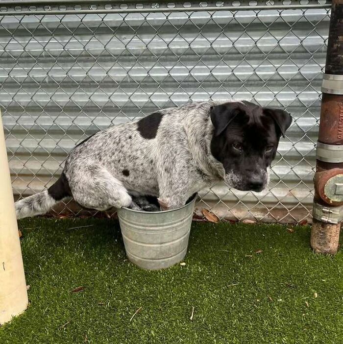 Fotos engraçadas de cachorros: 38 imagens tão fofas e divertidas que vão melhorar o seu dia 16