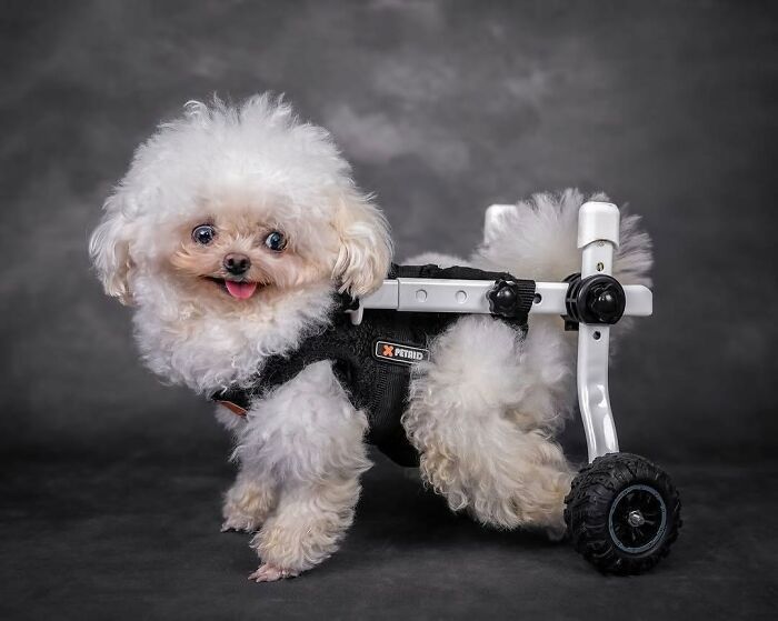 Fotos engraçadas de cachorros: 38 imagens tão fofas e divertidas que vão melhorar o seu dia 17