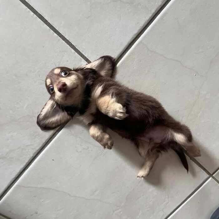 Fotos engraçadas de cachorros: 38 imagens tão fofas e divertidas que vão melhorar o seu dia 18