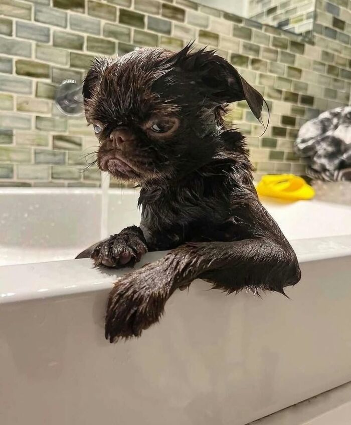 Fotos engraçadas de cachorros: 38 imagens tão fofas e divertidas que vão melhorar o seu dia 19
