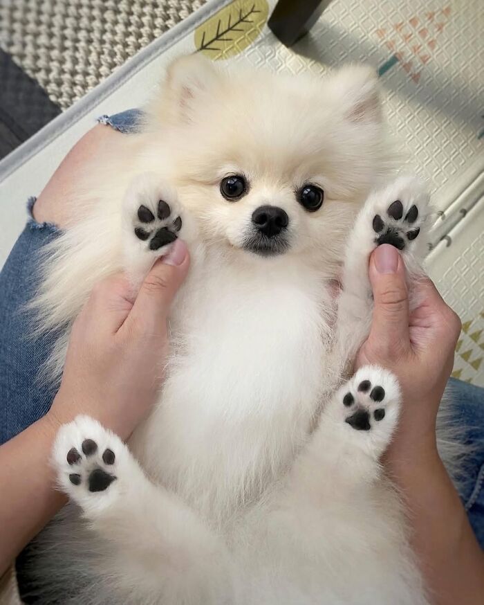 Fotos engraçadas de cachorros: 38 imagens tão fofas e divertidas que vão melhorar o seu dia 21
