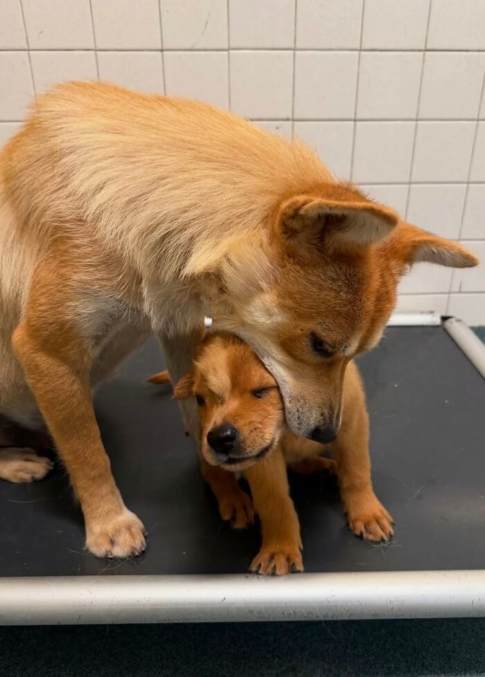 Fotos engraçadas de cachorros: 38 imagens tão fofas e divertidas que vão melhorar o seu dia 22