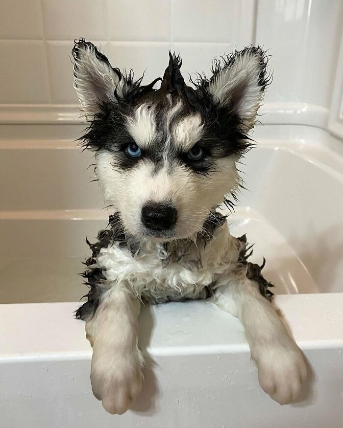 Fotos engraçadas de cachorros: 38 imagens tão fofas e divertidas que vão melhorar o seu dia 23