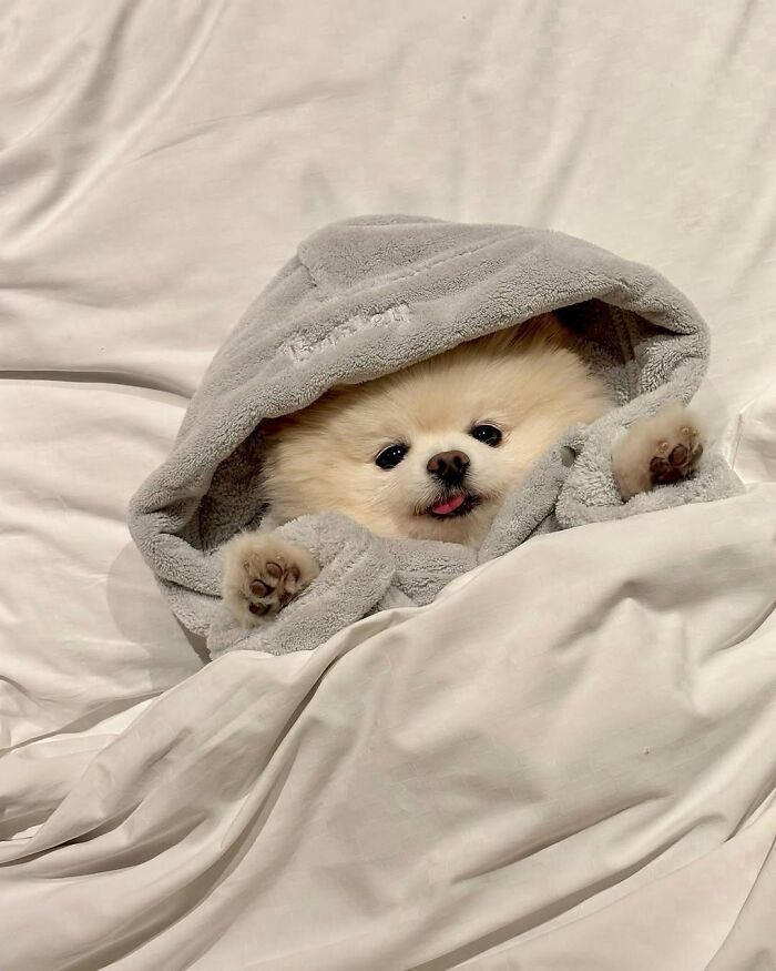 Fotos engraçadas de cachorros: 38 imagens tão fofas e divertidas que vão melhorar o seu dia 25