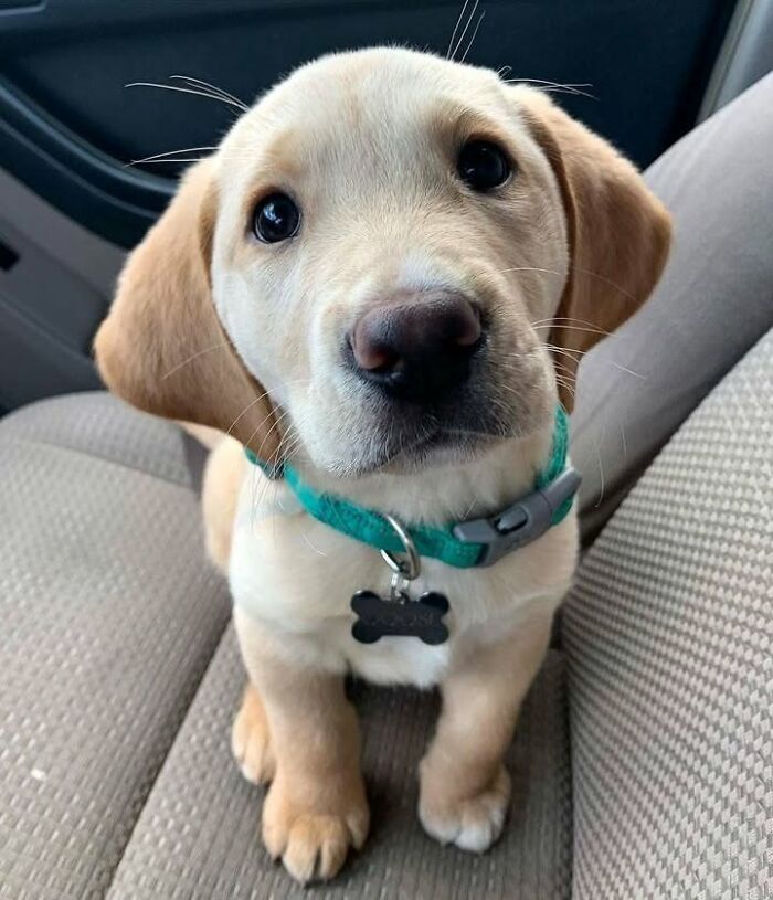 Fotos engraçadas de cachorros: 38 imagens tão fofas e divertidas que vão melhorar o seu dia 27