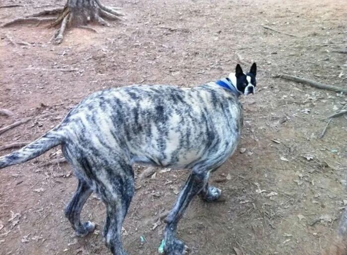 Fotos engraçadas de cachorros: 38 imagens tão fofas e divertidas que vão melhorar o seu dia 28
