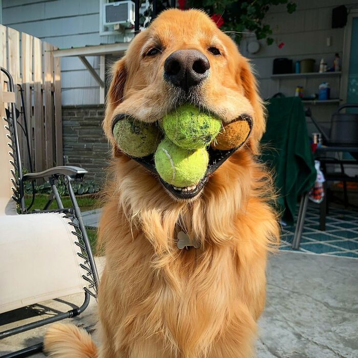 Fotos engraçadas de cachorros: 38 imagens tão fofas e divertidas que vão melhorar o seu dia 29