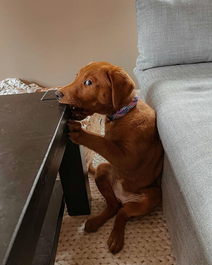 Fotos engraçadas de cachorros: 38 imagens tão fofas e divertidas que vão melhorar o seu dia 30