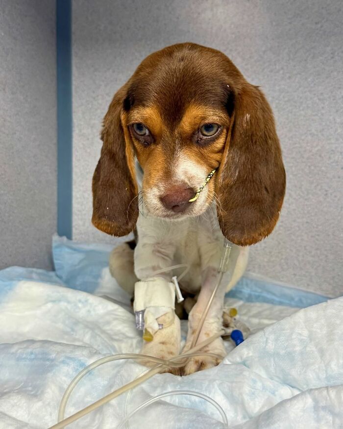 Fotos engraçadas de cachorros: 38 imagens tão fofas e divertidas que vão melhorar o seu dia 31