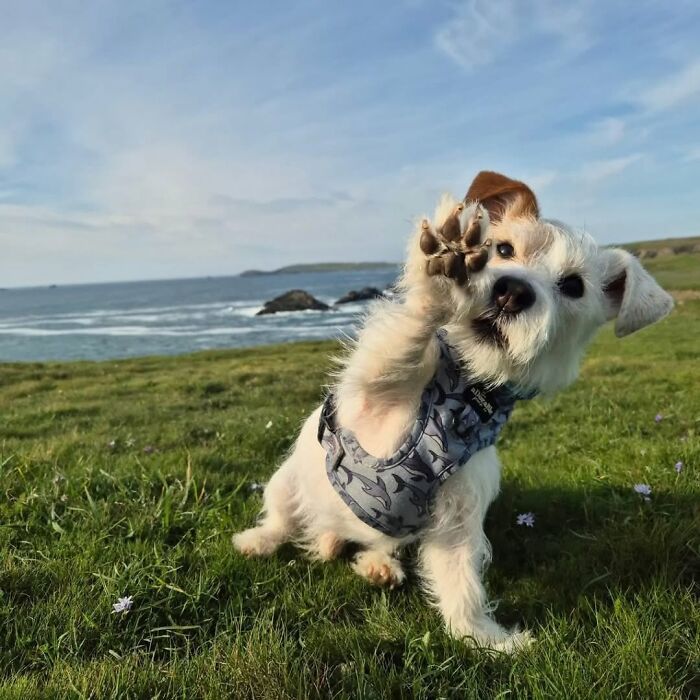 Fotos engraçadas de cachorros: 38 imagens tão fofas e divertidas que vão melhorar o seu dia 32