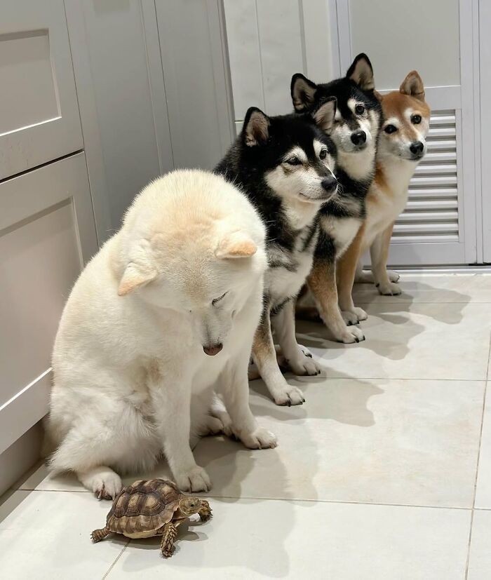 Fotos engraçadas de cachorros: 38 imagens tão fofas e divertidas que vão melhorar o seu dia 34