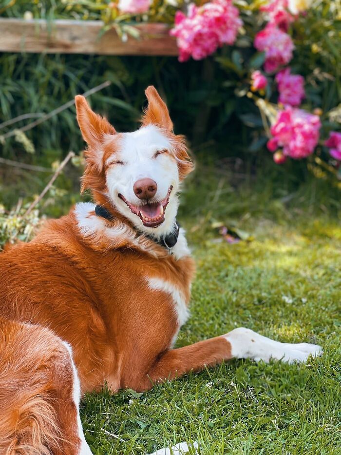 Fotos engraçadas de cachorros: 38 imagens tão fofas e divertidas que vão melhorar o seu dia 35