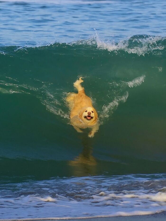 Fotos engraçadas de cachorros: 38 imagens tão fofas e divertidas que vão melhorar o seu dia 37