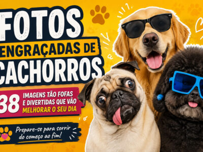 Fotos engraçadas de cachorros: 38 imagens tão fofas e divertidas que vão melhorar o seu dia