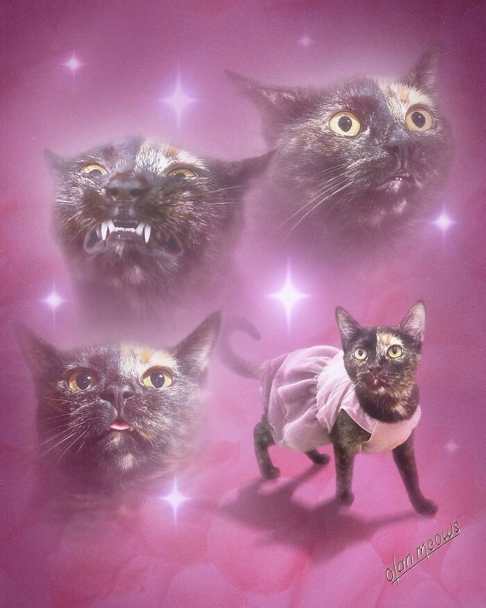 Retratos de animais em estilo anos 80 estão transformando pets em verdadeiras estrelas Retratos de animais em estilo anos 80 estão transformando pets em verdadeiras estrelas