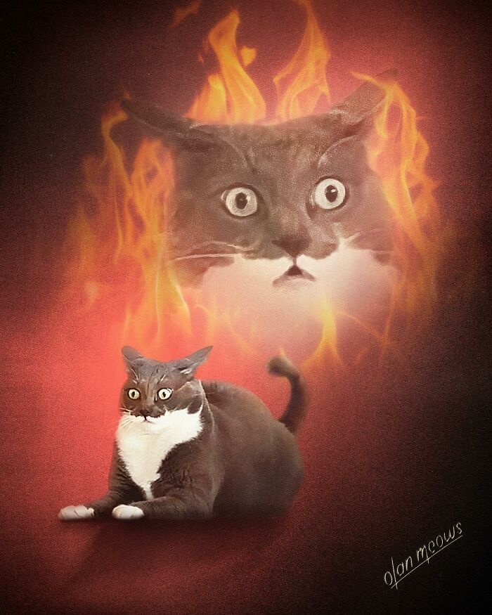 Retratos de animais em estilo anos 80 estão transformando pets em verdadeiras estrelas (32 fotos) 1 Retratos de animais em estilo anos 80 estão transformando pets em verdadeiras estrelas (32 fotos) 1