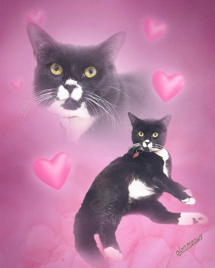 Retratos de animais em estilo anos 80 estão transformando pets em verdadeiras estrelas (32 fotos) 7 Retratos de animais em estilo anos 80 estão transformando pets em verdadeiras estrelas (32 fotos) 7