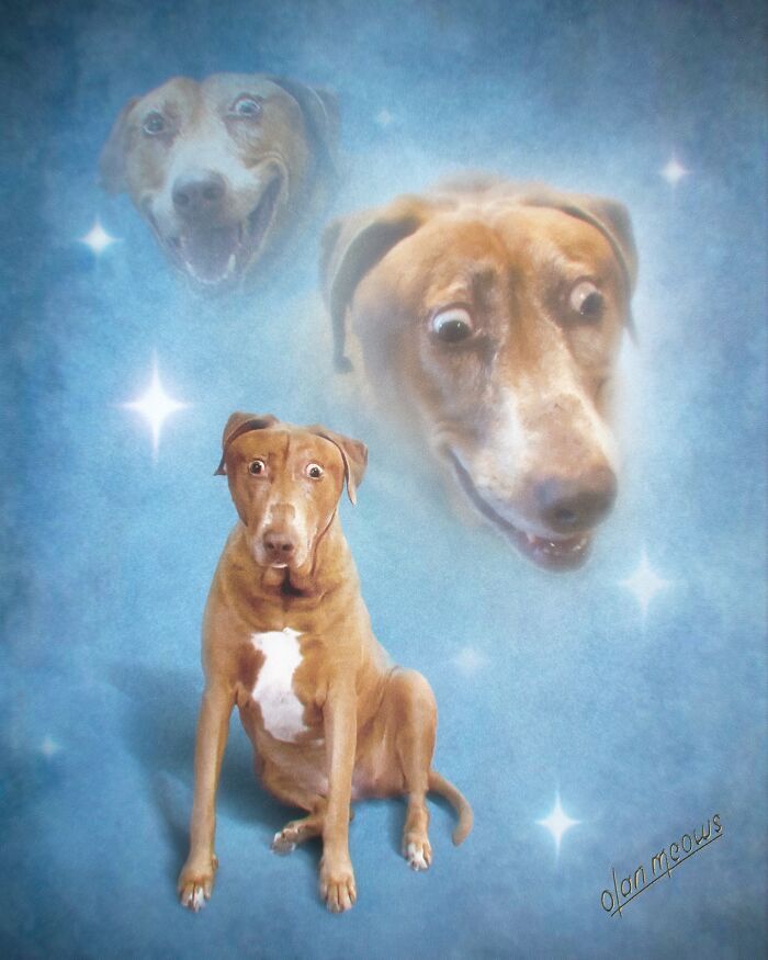 Retratos de animais em estilo anos 80 estão transformando pets em verdadeiras estrelas (32 fotos) 9 Retratos de animais em estilo anos 80 estão transformando pets em verdadeiras estrelas (32 fotos) 9