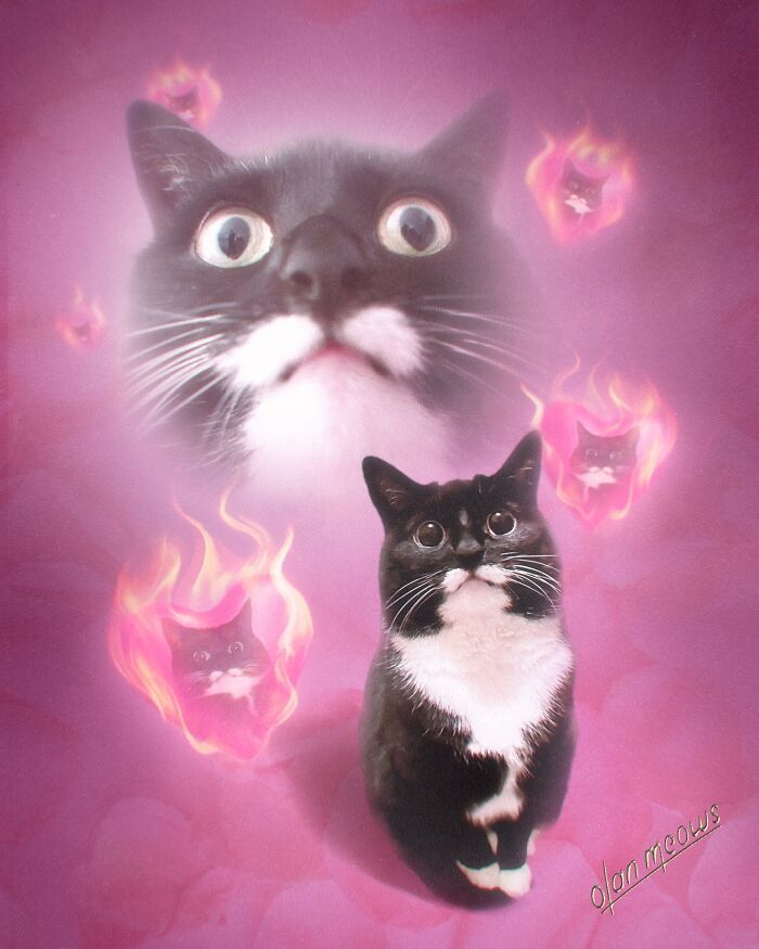 Retratos de animais em estilo anos 80 estão transformando pets em verdadeiras estrelas (32 fotos) 10 Retratos de animais em estilo anos 80 estão transformando pets em verdadeiras estrelas (32 fotos) 10