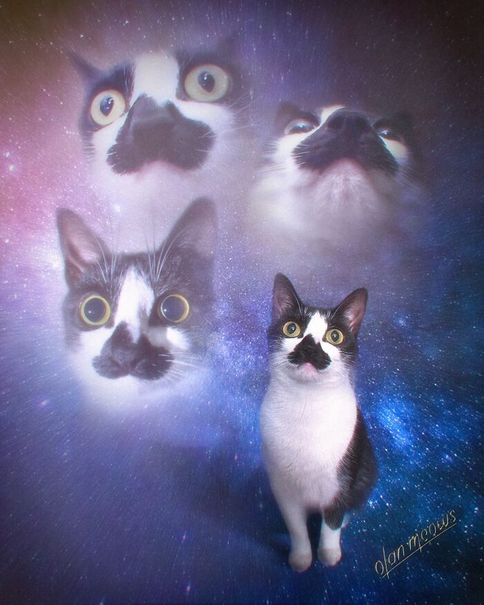 Retratos de animais em estilo anos 80 estão transformando pets em verdadeiras estrelas (32 fotos) 11 Retratos de animais em estilo anos 80 estão transformando pets em verdadeiras estrelas (32 fotos) 11