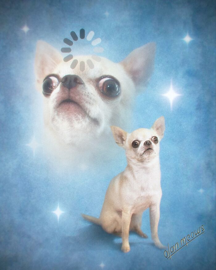 Retratos de animais em estilo anos 80 estão transformando pets em verdadeiras estrelas (32 fotos) 12 Retratos de animais em estilo anos 80 estão transformando pets em verdadeiras estrelas (32 fotos) 12