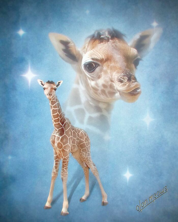 Retratos de animais em estilo anos 80 estão transformando pets em verdadeiras estrelas (32 fotos) 13 Retratos de animais em estilo anos 80 estão transformando pets em verdadeiras estrelas (32 fotos) 13