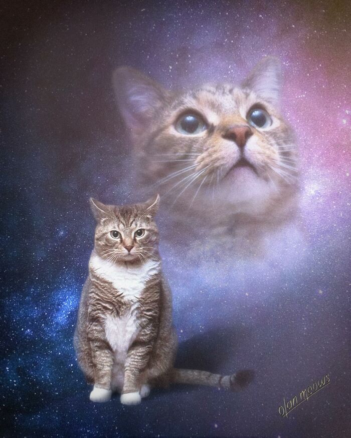 Retratos de animais em estilo anos 80 estão transformando pets em verdadeiras estrelas (32 fotos) 15 Retratos de animais em estilo anos 80 estão transformando pets em verdadeiras estrelas (32 fotos) 15