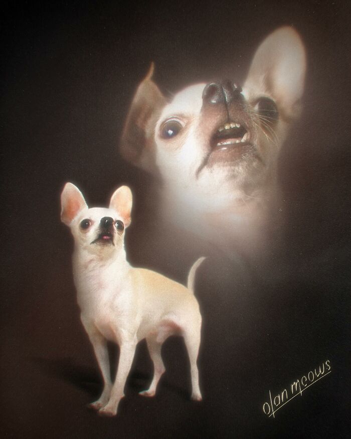 Retratos de animais em estilo anos 80 estão transformando pets em verdadeiras estrelas (32 fotos) 16 Retratos de animais em estilo anos 80 estão transformando pets em verdadeiras estrelas (32 fotos) 16