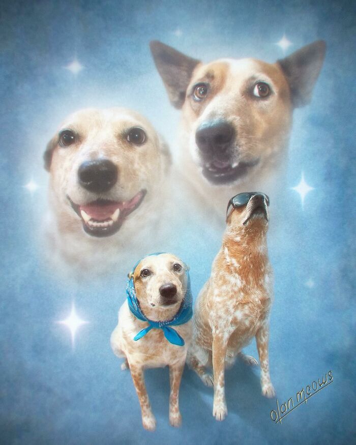 Retratos de animais em estilo anos 80 estão transformando pets em verdadeiras estrelas (32 fotos) 21 Retratos de animais em estilo anos 80 estão transformando pets em verdadeiras estrelas (32 fotos) 21