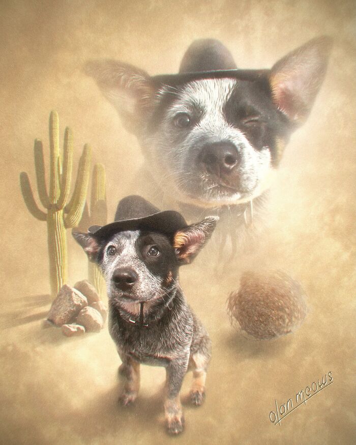 Retratos de animais em estilo anos 80 estão transformando pets em verdadeiras estrelas (32 fotos) 24 Retratos de animais em estilo anos 80 estão transformando pets em verdadeiras estrelas (32 fotos) 24
