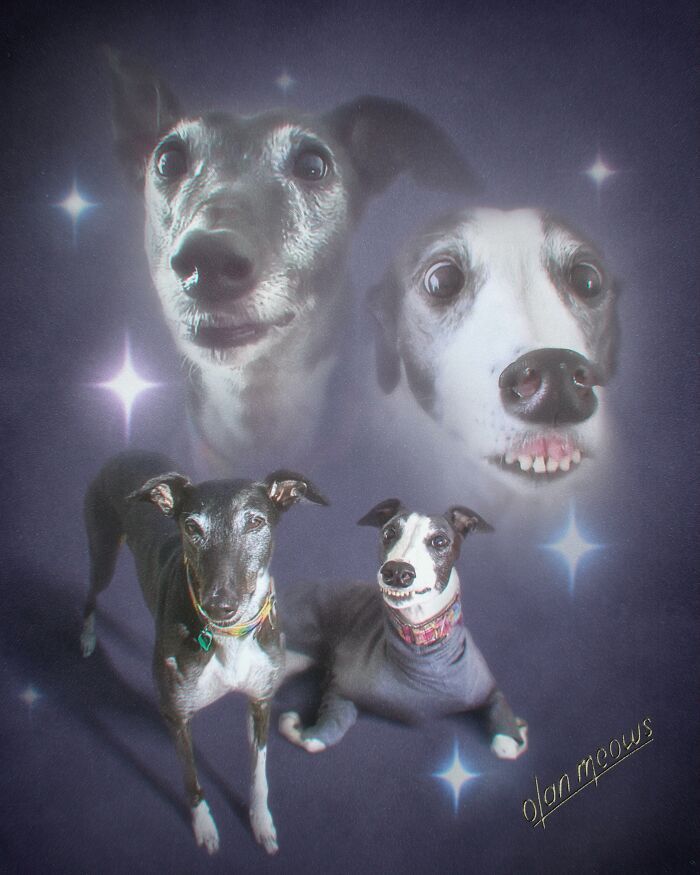 Retratos de animais em estilo anos 80 estão transformando pets em verdadeiras estrelas (32 fotos) 25 Retratos de animais em estilo anos 80 estão transformando pets em verdadeiras estrelas (32 fotos) 25