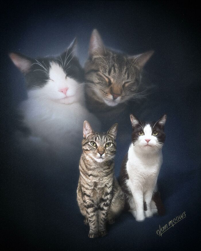 Retratos de animais em estilo anos 80 estão transformando pets em verdadeiras estrelas (32 fotos) 28 Retratos de animais em estilo anos 80 estão transformando pets em verdadeiras estrelas (32 fotos) 28