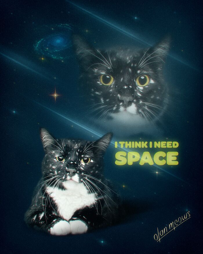 Retratos de animais em estilo anos 80 estão transformando pets em verdadeiras estrelas (32 fotos) 30 Retratos de animais em estilo anos 80 estão transformando pets em verdadeiras estrelas (32 fotos) 30