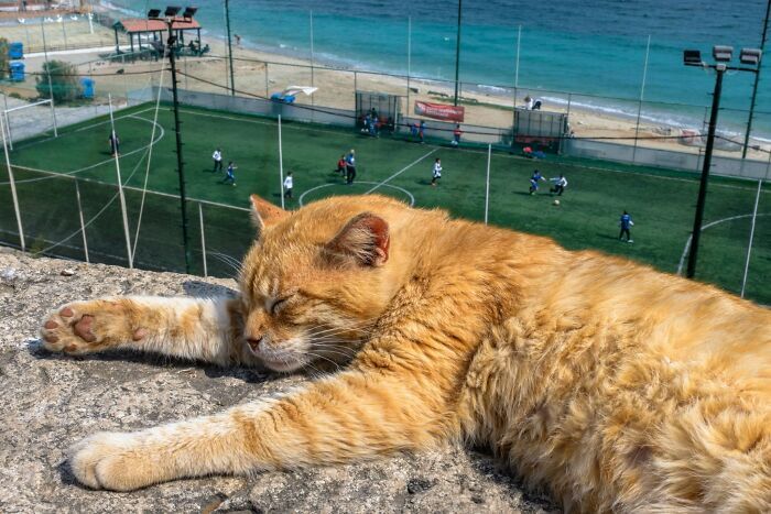 Animais em fotografias de rua que parecem ter sido colocados ali de propósito
