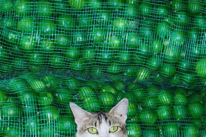 Animais em fotografias de rua que parecem ter sido colocados ali de propósito (26 fotos) 1