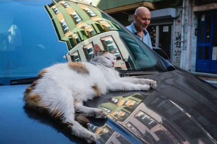 Animais em fotografias de rua que parecem ter sido colocados ali de propósito (26 fotos) 2