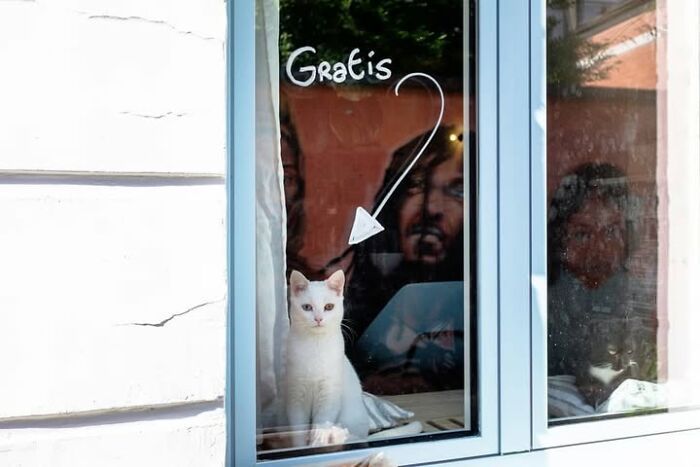 Animais em fotografias de rua que parecem ter sido colocados ali de propósito (26 fotos) 3