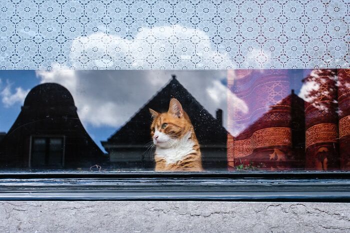 Animais em fotografias de rua que parecem ter sido colocados ali de propósito (26 fotos) 4
