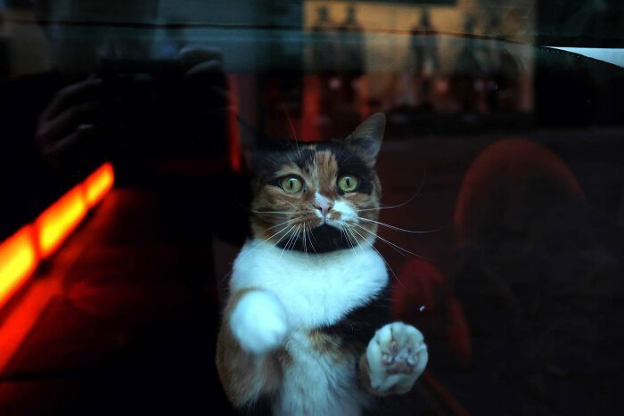 Animais em fotografias de rua que parecem ter sido colocados ali de propósito (26 fotos) 5