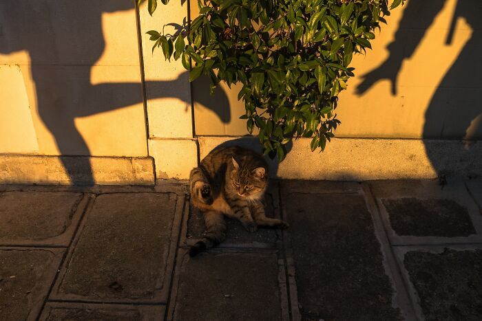 Animais em fotografias de rua que parecem ter sido colocados ali de propósito (26 fotos) 6