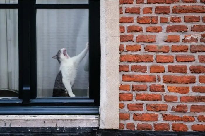 Animais em fotografias de rua que parecem ter sido colocados ali de propósito (26 fotos) 7